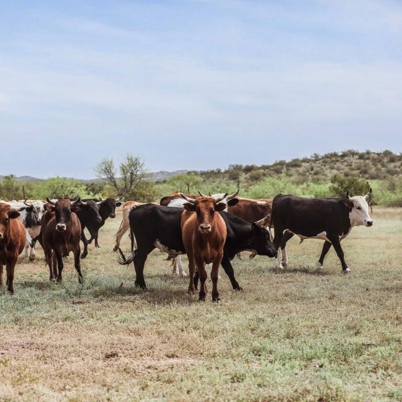 1/2 of Premium Corriente Beef | PRE SALE - Capital Farms Meats & Provisions