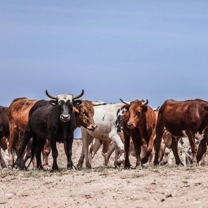 1/4th of Premium Corriente Beef | PRE SALE - Capital Farms Meats & Provisions