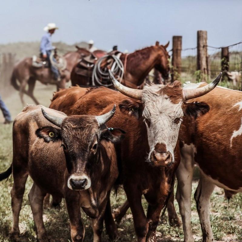 1/8th of Premium Corriente Beef | PRE SALE - Capital Farms Meats & Provisions