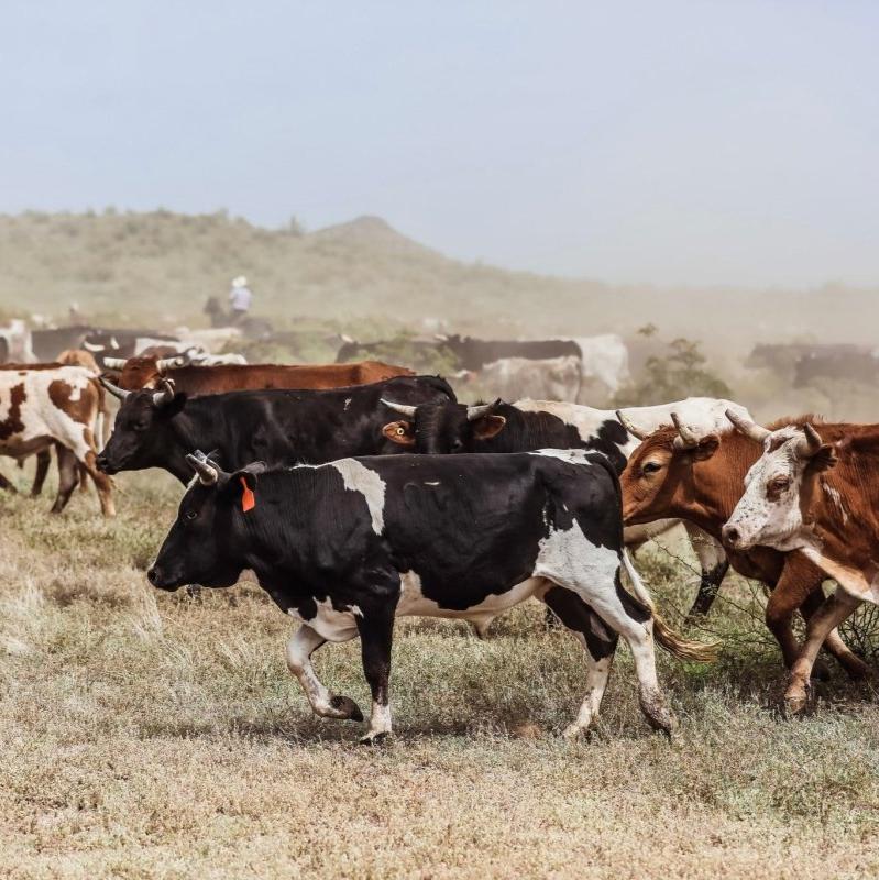 1/8th of Premium Corriente Beef | PRE SALE - Capital Farms Meats & Provisions