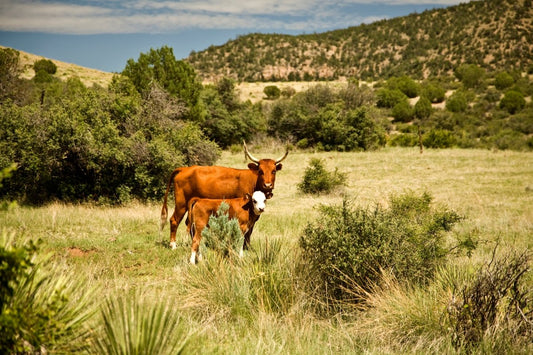 Discover the Best Pasture Raised Beef Options Near Your Location - Capital Farms Meats & Provisions