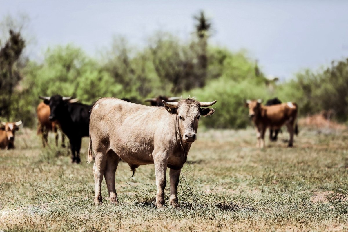 The Corriente Cattle Breed: A Tradition of Quality Beef – Capital Farms ...