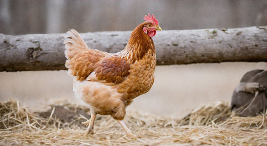 The Freshest Pasture Raised Chicken Near Your Location: A Local Guide - Capital Farms Meats & Provisions