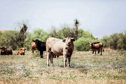 The Impact of Meat Farms on the Environment: A Comprehensive Guide to Sustainable Practices - Capital Farms Meats & Provisions