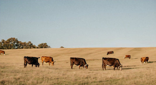 The Impact of Meat Farms: Understanding Sustainable Practices and Agriculture - Capital Farms Meats & Provisions