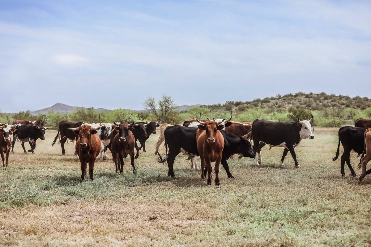 1/2 Beef Sample Request - Capital Farms Meats & Provisions