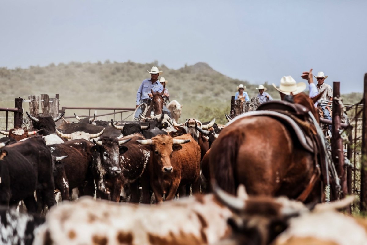 1/2 Beef Sample Request - Capital Farms Meats & Provisions