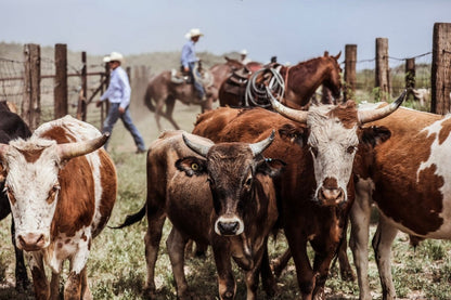 1/8th of Premium Corriente Beef | PRE SALE - Capital Farms Meats & Provisions