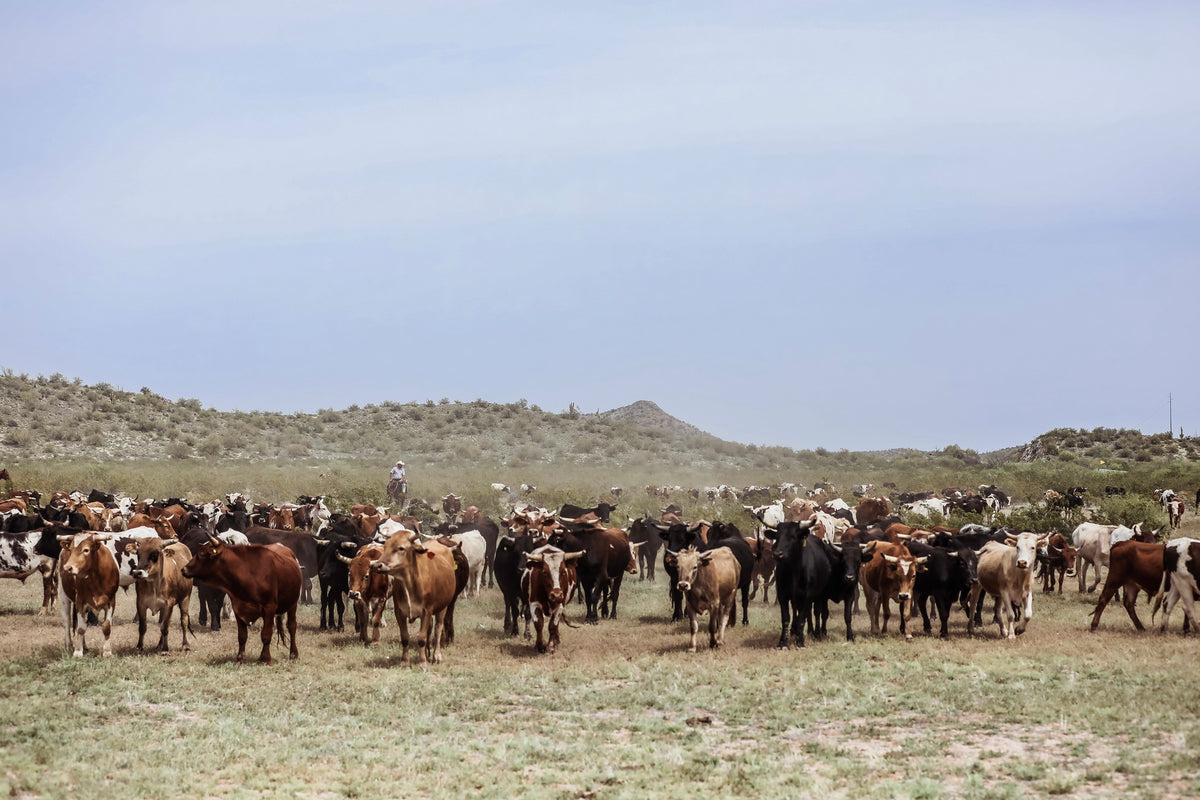 Local Arizona Beef - Learn About the Best Beef Near You – Capital Farms ...
